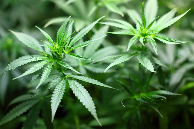 rostliny marihuany