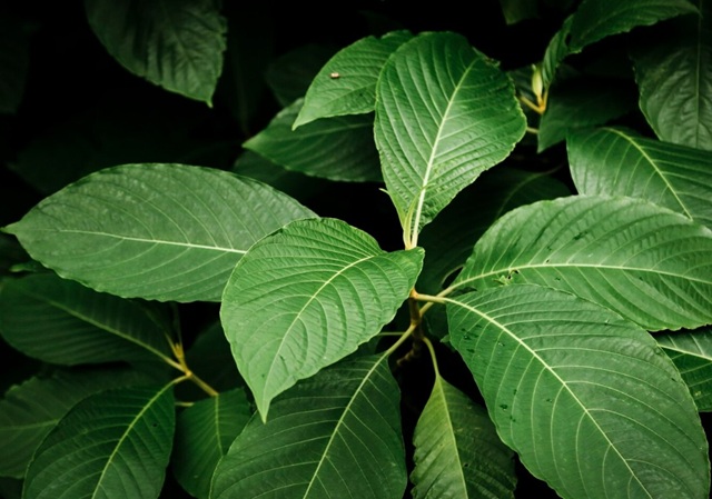 foto kratomu